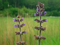 Salvia verbenaca 29, Kleinbloemige salie, Saxifraga-Ed Stikvoort