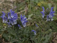 Salvia verbenaca 3, Kleinbloemige salie, Saxifraga-Willem van Kruijsbergen