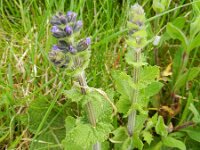 Salvia verbenaca 30, Kleinbloemige salie, Saxifraga-Rutger Barendse