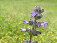 Salvia verbenaca 31, Kleinbloemige salie, Saxifraga-Rutger Barendse