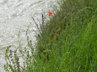 Salvia verbenaca 32, Kleinbloemige salie, Saxifraga-Rutger Barendse