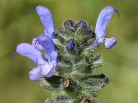 Salvia verbenaca 34, Kleinbloemige salie, , Saxifraga-Sonja Bouwman  Kleinbloemige salie - Salvia verbenaca - Fabaceae familie; Sagres, Praia da Boca do Rio (Pt)