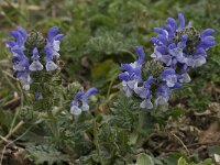 Salvia verbenaca 4, Kleinbloemige salie, Saxifraga-Willem van Kruijsbergen