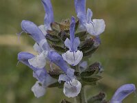 Salvia verbenaca 5, Kleinbloemige salie, Saxifraga-Willem van Kruijsbergen