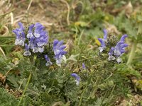 Salvia verbenaca 6, Kleinbloemige salie, Saxifraga-Jan van der Straaten