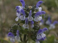 Salvia verbenaca 7, Kleinbloemige salie, Saxifraga-Willem van Kruijsbergen