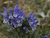 Salvia verbenaca 8, Kleinbloemige salie, Saxifraga-Willem van Kruijsbergen