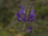 Salvia verbenaca 9, Kleinbloemige salie, Saxifraga-Jan van der Straaten