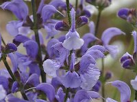 Salvia virgata 2, Saxifraga-Harry Jans