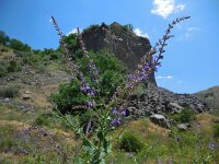 Salvia virgata 3, Saxifraga-Ed Stikvoort