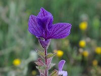 Salvia viridis var horminum 3, Saxifraga-Harry Jans
