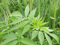 Sambucus canadensis 10, Amerikaanse vlier, Saxifraga-Rutger Barendse