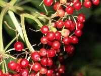 Sambucus canadensis 2, Amerikaanse vlier, Saxifraga-Rutger Barendse