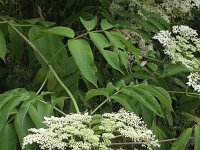 Sambucus canadensis 3, Amerikaanse vlier, Saxifraga-Rutger Barendse