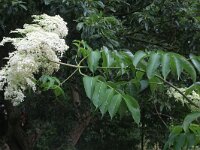 Sambucus canadensis 4, Amerikaanse vlier, Saxifraga-Rutger Barendse