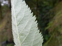 Sambucus canadensis 5, Amerikaanse vlier, Saxifraga-Rutger Barendse