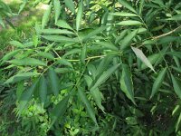 Sambucus canadensis 6, Amerikaanse vlier, Saxifraga-Rutger Barendse