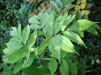 Sambucus canadensis 7, Amerikaanse vlier, Saxifraga-Rutger Barendse