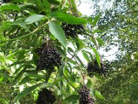 Sambucus canadensis 8, Amerikaanse vlier, Saxifraga-Rutger Barendse