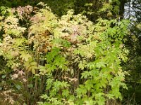 Sambucus canadensis 9, Amerikaanse vlier, Saxifraga-Rutger Barendse