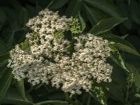 Sambucus nigra 53, Gewone vlier, Saxifraga-Jan van der Straaten