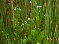 Samolus valerandi 10, Waterpunge, Saxifraga-Ed Stikvoort