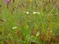Samolus valerandi 11, Waterpunge, Saxifraga-Ed Stikvoort