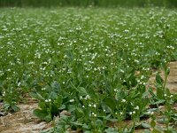 Samolus valerandi 12, Waterpunge, Saxifraga-Ed Stikvoort