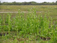 Samolus valerandi 13, Waterpunge, Saxifraga-Ed Stikvoort