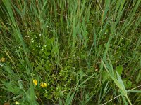 Samolus valerandi 14, Waterpunge, Saxifraga-Ed Stikvoort