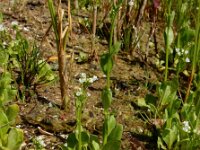 Samolus valerandi 15, Waterpunge, Saxifraga-Ed Stikvoort