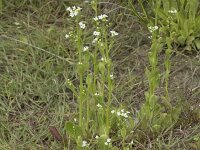 Samolus valerandi 16, Waterpunge, Saxifraga-Willem van Kruijsbergen