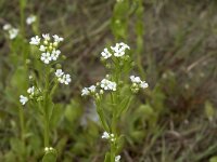 Samolus valerandi 17, Waterpunge, Saxifraga-Willem van Kruijsbergen
