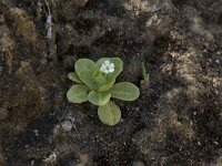 Samolus valerandi 19, Waterpunge, Saxifraga-Willem van Kruijsbergen