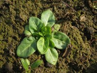 Samolus valerandi 2, Waterpunge, Saxifraga-Rutger Barendse