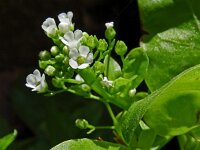 Samolus valerandi 24, Waterpunge, Saxifraga-Hans Grotenhuis