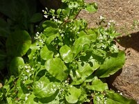 Samolus valerandi 25, Waterpunge, Saxifraga-Hans Grotenhuis