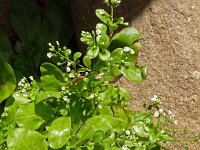 Samolus valerandi 26, Waterpunge, Saxifraga-Hans Grotenhuis