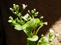 Samolus valerandi 27, Waterpunge, Saxifraga-Hans Grotenhuis