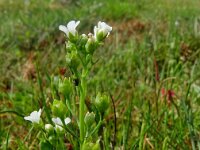 Samolus valerandi 28, Waterpunge, Saxifraga-Hans Grotenhuis