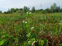 Samolus valerandi 29, Waterpunge, Saxifraga-Hans Grotenhuis