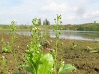 Samolus valerandi 3, Waterpunge, Saxifraga-Rutger Barendse