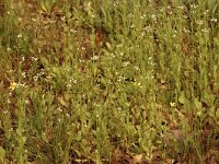 Samolus valerandi 4, Waterpunge, Saxifraga-Bas Klaver