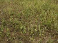 Samolus valerandi 7, Waterpunge, Saxifraga-Hans Boll