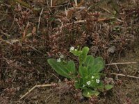 Samolus valerandi 8, Waterpunge, Saxifraga-Hans Boll