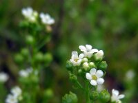 Samolus valerandi 9, Waterpunge, Saxifraga-Ed Stikvoort