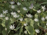 Sanguinaria canadensis 2, Bloedwortel, Saxifraga-Willem van Kruijsbergen