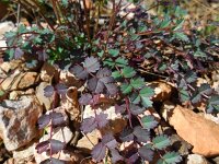 Sanguisorba verrucosa 2, Saxifraga-Ed Stikvoort