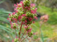 Sanguisorba verrucosa 3, Saxifraga-Ed Stikvoort