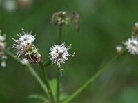 Sanicula europaea 12, Heelkruid, Saxifraga-Hans Dekker